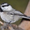 Mountain Chickadee